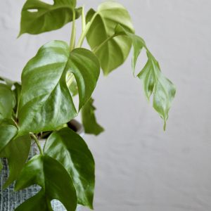 rhapidophora-tetrasperma-rastlinkovo