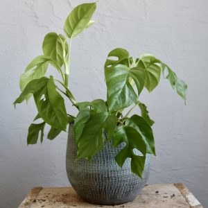 rhapidophora-tetrasperma-rastlinkovo