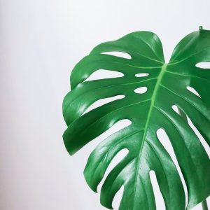 monstera-deliciosa-rastlinkovo