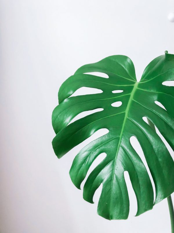 monstera-deliciosa-rastlinkovo