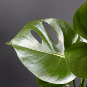 monstera-deliciosa-rastlinkovo