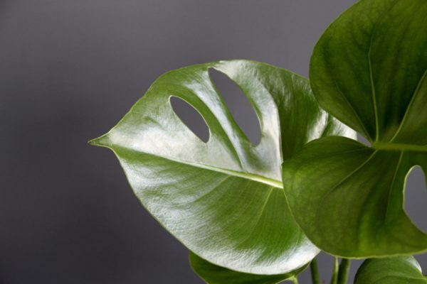 monstera-deliciosa-rastlinkovo