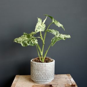 syngonium-mottled-mojito-rastlinkovo