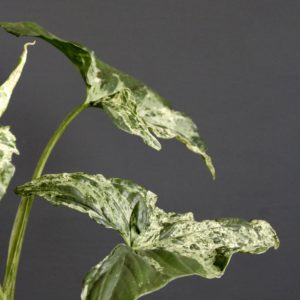 syngonium mojito