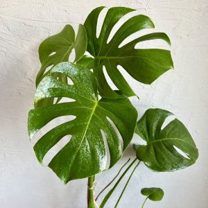 monstera-deliciosa-rastlinkovo
