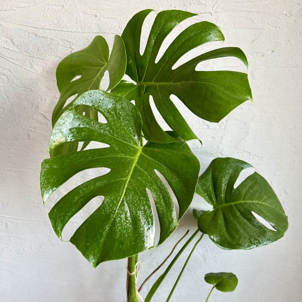 monstera-deliciosa-rastlinkovo