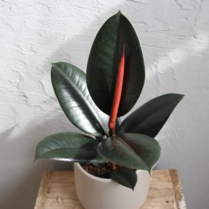 ficus-figovnik-gumovnik-elastica-abidjan-rastlinkovo