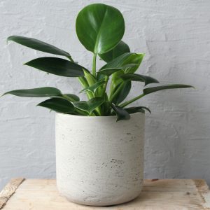 philodendron green princess