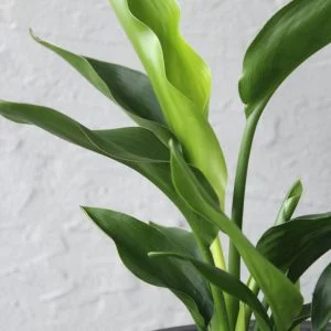 strelitzia-reginae-rastlinkovo