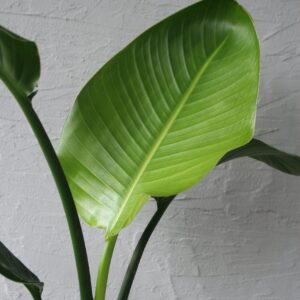 strelitzia-nicolai-rastlinkovo