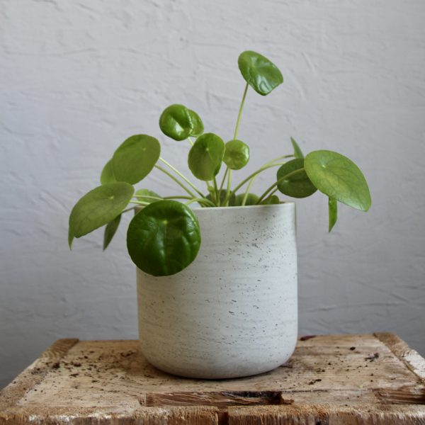 pilea peperomioides