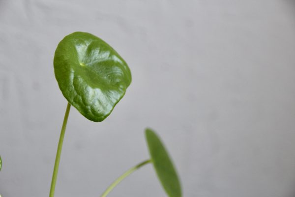 pilea peperomioides