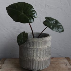 alocasia-yucatan-princess-rastlinkovo