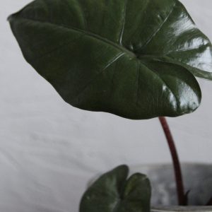 alocasia-yucatan-princess-rastlinkovo