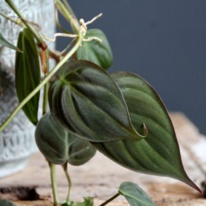 philodendron micans