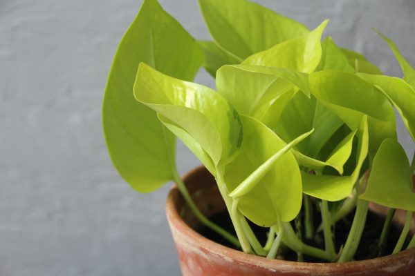 epipremnum aureum neon