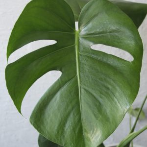 monstera-deliciosa-rastlinkovo