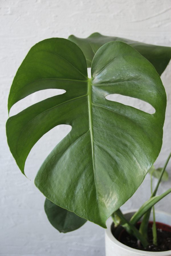 monstera-deliciosa-rastlinkovo