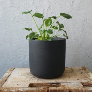 philodendron-xanadu-rastlinkovo