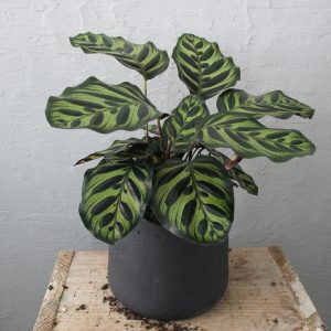 calathea-makoyana-rastlinkovo