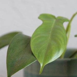 philodendron florida beauty