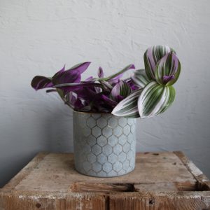 tradescantia-nanouk-rastlinkovo