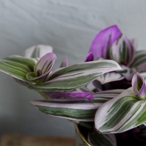 tradescantia-nanouk-rastlinkovo