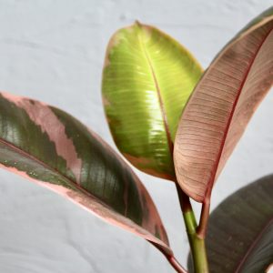 ficus-elastica-belize-rastlinkovo