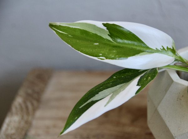 philodendron-white-princess-rastlinkovo
