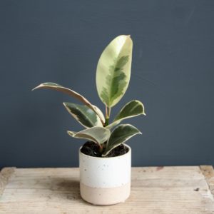 ficus-elastica-tineke-rastlinkovo
