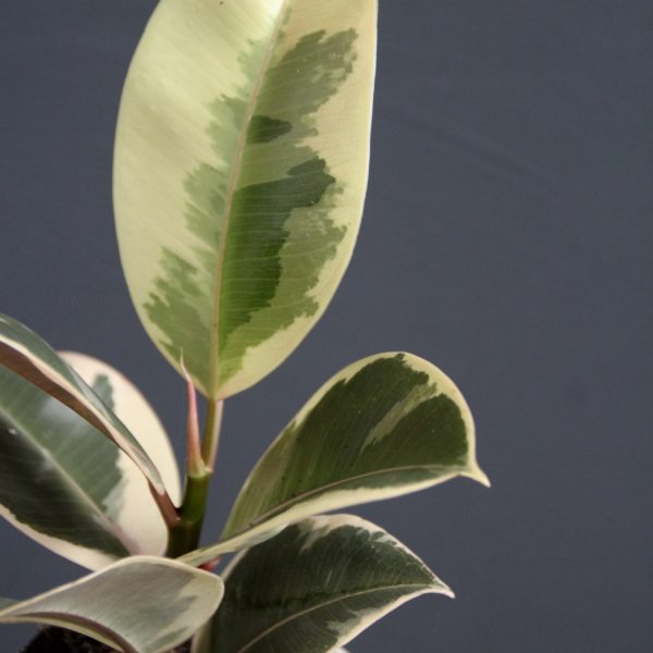 ficus-elastica-tineke-rastlinkovo