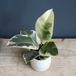 ficus-elastica-tineke-rastlinkovo