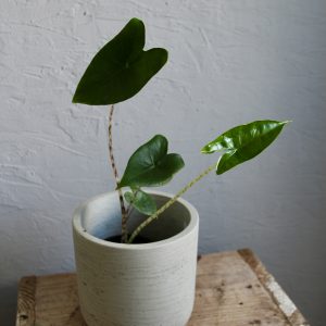alocasia-zebrina-rastlinkovo