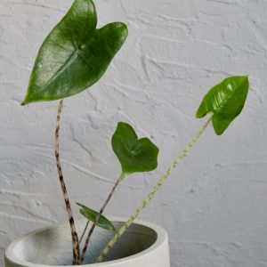 alocasia-zebrina-rastlinkovo