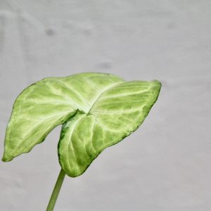 syngonium-white-butterfly-rastlinkovo