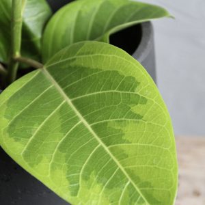 ficus-altissima-rastlinkovo