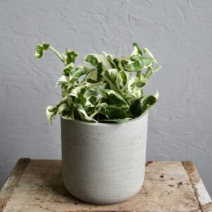 epipremnum-pothos-aureum-n-joy-rastlinkovo