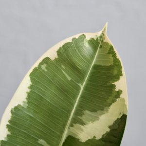 ficus-elastica-tineke-rastlinkovo