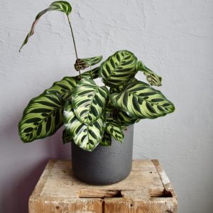 calathea-makoyana-rastlinkovo