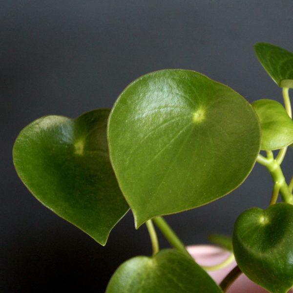 peperomia polybotrya raindrop