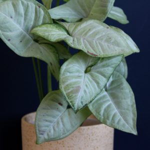 syngonium-milk-confettii-rastlinkovo
