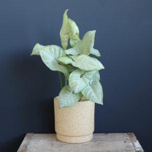 syngonium-milk-confettii-rastlinkovo