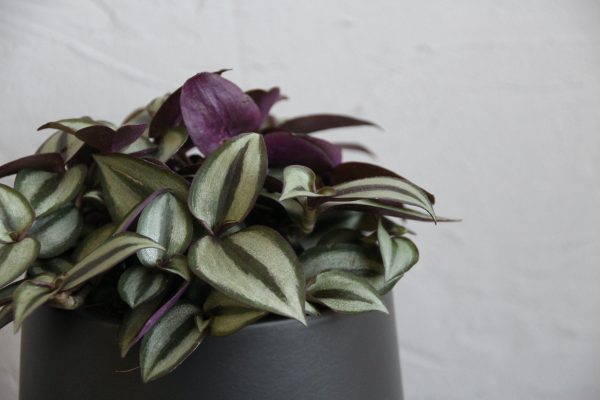 tradescantia zebrina