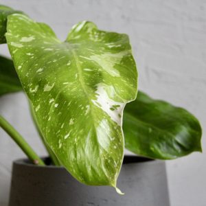 philodendron-jose-buono-rastlinkovo