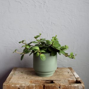peperomia-tetraphylla-hope-rastlinkovo