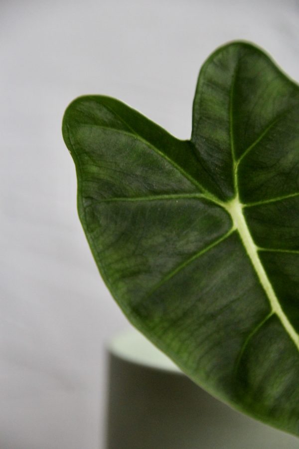 alocasia micholitziana frydek