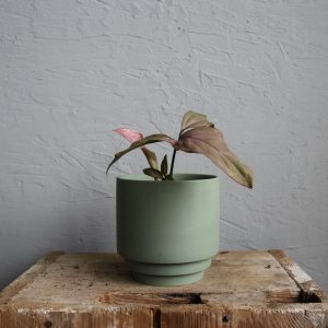 syngonium-pink-splash-rastlinkovo