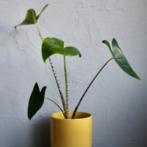 alocasia-zebrina-rastlinkovo