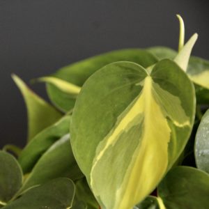 philodendron brasil