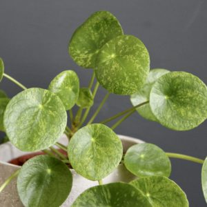 pilea-peperomioides-mojito-rastlinkovo